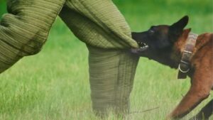 Mẹo đánh lô đề trúng lớn về giấc mơ bị chó cắn